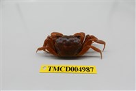 藏品(臺灣厚蟹)的圖片